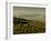 Olive Groves, Zuheros, Near Cordoba, Andalucia, Spain, Europe-Giles Bracher-Framed Photographic Print