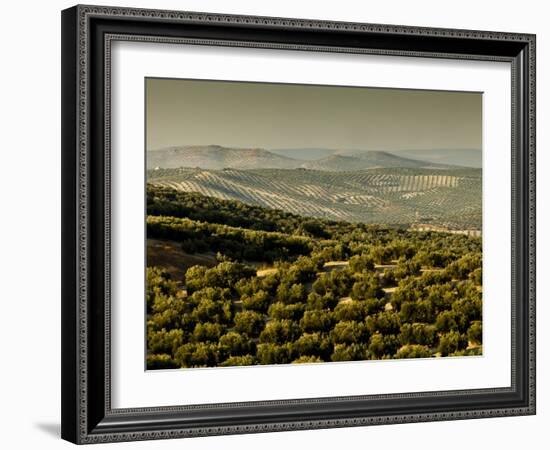 Olive Groves, Zuheros, Near Cordoba, Andalucia, Spain, Europe-Giles Bracher-Framed Photographic Print