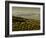 Olive Groves, Zuheros, Near Cordoba, Andalucia, Spain, Europe-Giles Bracher-Framed Photographic Print