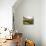 Olive Groves, Zuheros, Near Cordoba, Andalucia, Spain, Europe-Giles Bracher-Mounted Photographic Print displayed on a wall