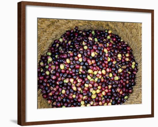 Olive Harvest, Meknes Region, Morocco, North Africa, Africa-Bruno Morandi-Framed Photographic Print