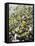 Olive Harvest (Tenuta San Vito, Tuscany, Italy)-Hans-peter Siffert-Framed Premier Image Canvas