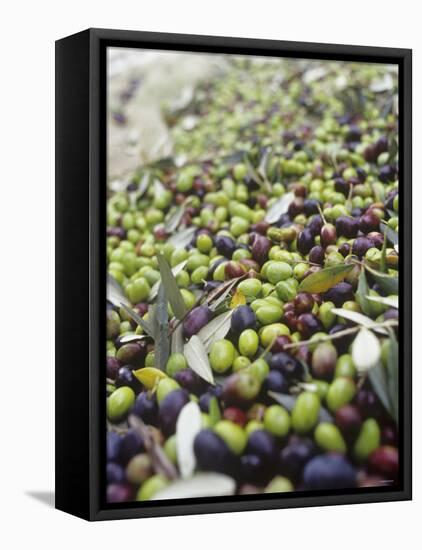 Olive Harvest (Tenuta San Vito, Tuscany, Italy)-Hans-peter Siffert-Framed Premier Image Canvas