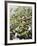 Olive Harvest (Tenuta San Vito, Tuscany, Italy)-Hans-peter Siffert-Framed Photographic Print