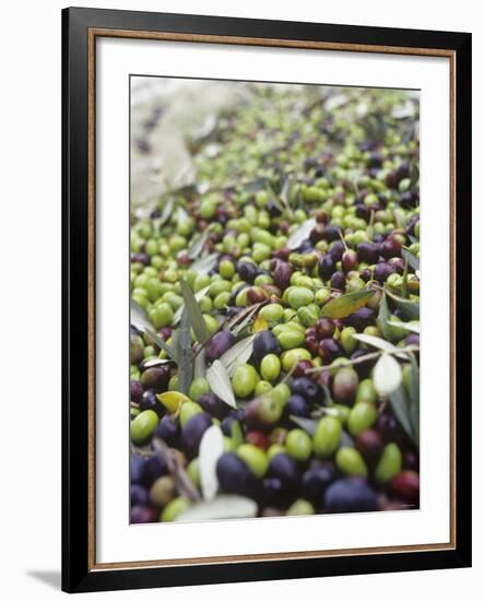 Olive Harvest (Tenuta San Vito, Tuscany, Italy)-Hans-peter Siffert-Framed Photographic Print