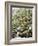 Olive Harvest (Tenuta San Vito, Tuscany, Italy)-Hans-peter Siffert-Framed Photographic Print