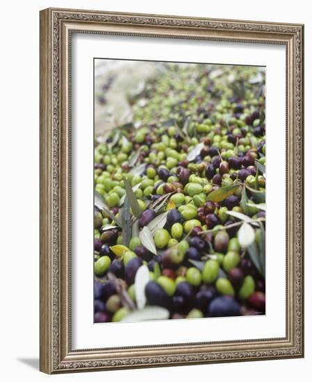 Olive Harvest (Tenuta San Vito, Tuscany, Italy)-Hans-peter Siffert-Framed Photographic Print