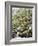 Olive Harvest (Tenuta San Vito, Tuscany, Italy)-Hans-peter Siffert-Framed Photographic Print