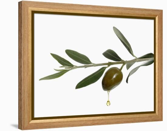 Olive Oil Dripping from Olive on Branch-Kröger & Gross-Framed Premier Image Canvas