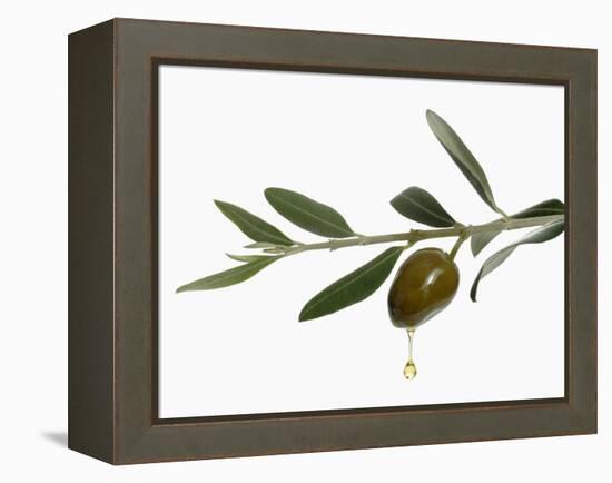 Olive Oil Dripping from Olive on Branch-Kröger & Gross-Framed Premier Image Canvas