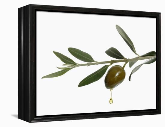 Olive Oil Dripping from Olive on Branch-Kröger & Gross-Framed Premier Image Canvas