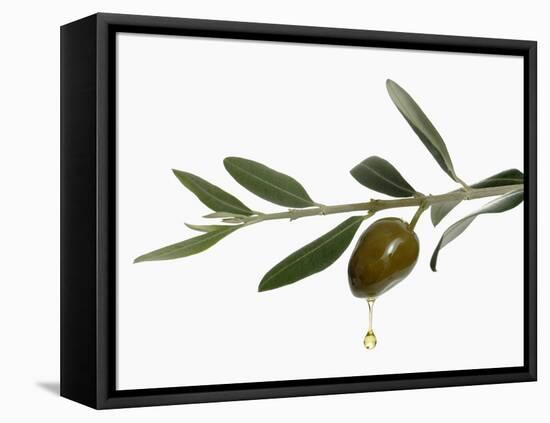 Olive Oil Dripping from Olive on Branch-Kröger & Gross-Framed Premier Image Canvas