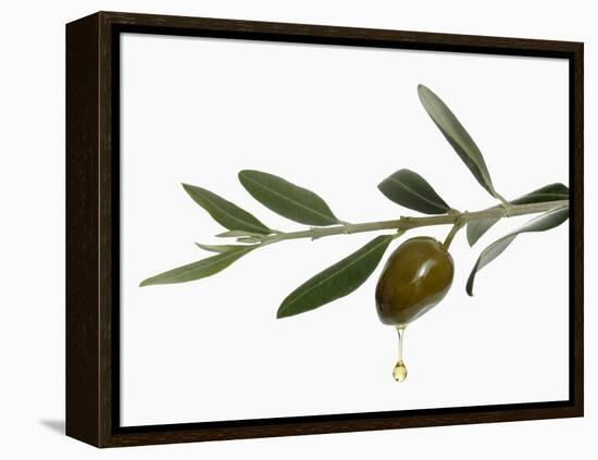 Olive Oil Dripping from Olive on Branch-Kröger & Gross-Framed Premier Image Canvas