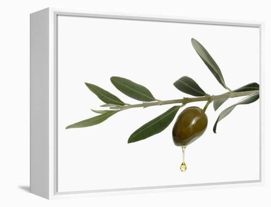 Olive Oil Dripping from Olive on Branch-Kröger & Gross-Framed Premier Image Canvas