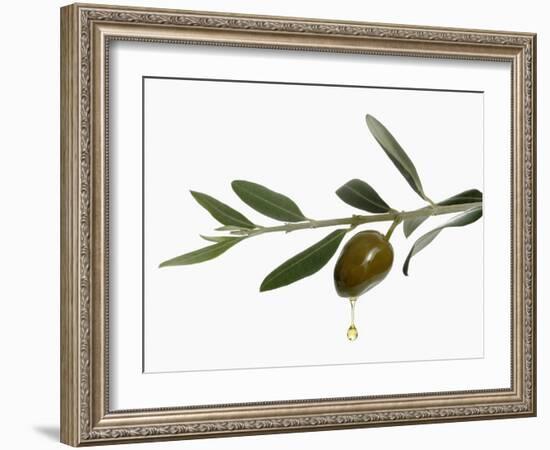 Olive Oil Dripping from Olive on Branch-Kröger & Gross-Framed Photographic Print