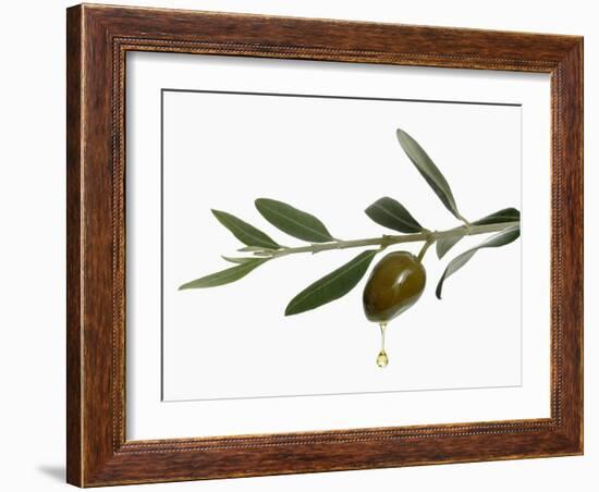 Olive Oil Dripping from Olive on Branch-Kröger & Gross-Framed Photographic Print