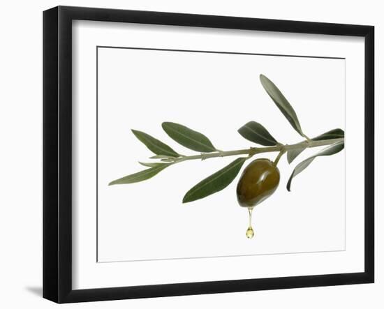 Olive Oil Dripping from Olive on Branch-Kröger & Gross-Framed Photographic Print