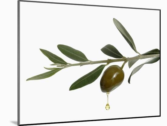 Olive Oil Dripping from Olive on Branch-Kröger & Gross-Mounted Photographic Print