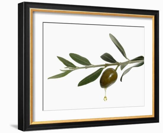 Olive Oil Dripping from Olive on Branch-Kröger & Gross-Framed Photographic Print