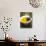 Olive Oil in Small Bowl with Black Olives-null-Photographic Print displayed on a wall