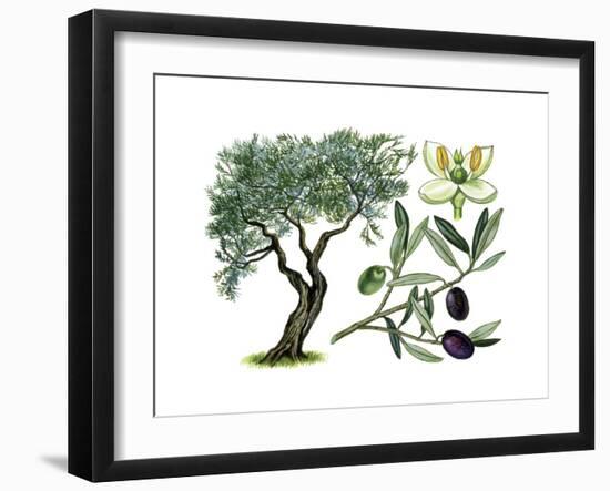 Olive (Olea Europaea)-Giglioli E.-Framed Giclee Print