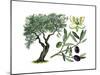 Olive (Olea Europaea)-Giglioli E.-Mounted Giclee Print