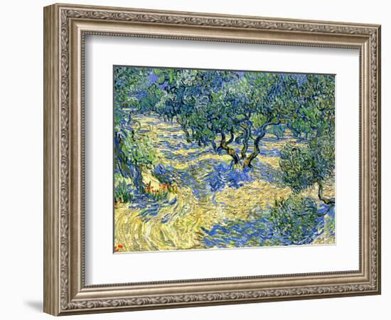 Olive Orchard, c.1889-Vincent van Gogh-Framed Giclee Print