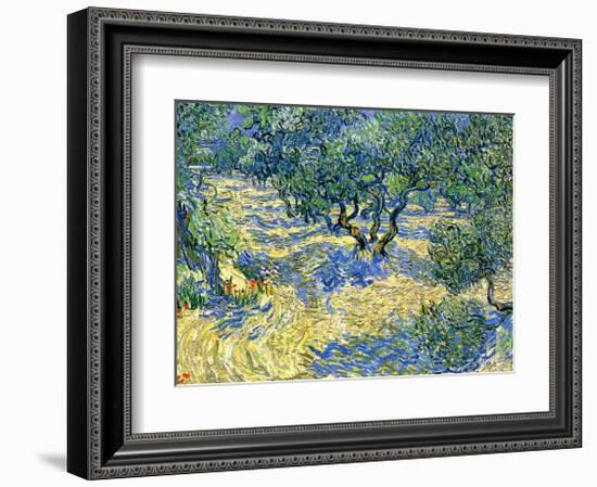 Olive Orchard, c.1889-Vincent van Gogh-Framed Giclee Print