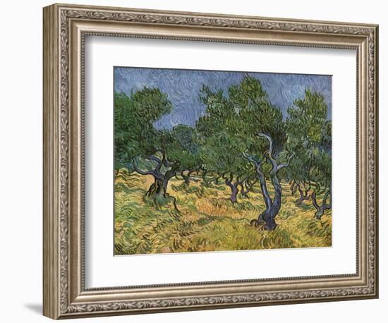 Olive Orchard Mid-June, 1889-Vincent van Gogh-Framed Giclee Print