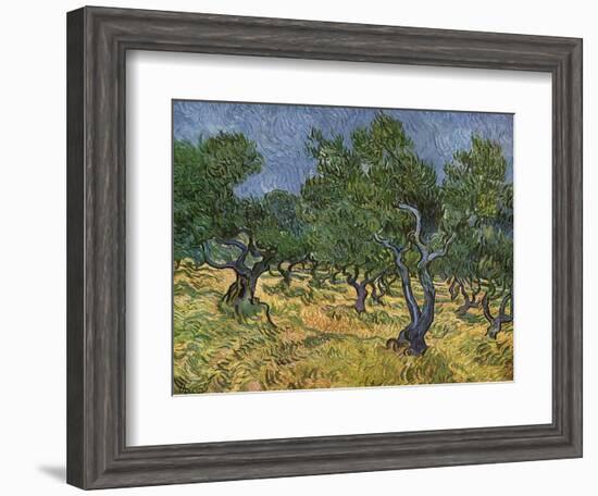 Olive Orchard Mid-June, 1889-Vincent van Gogh-Framed Giclee Print