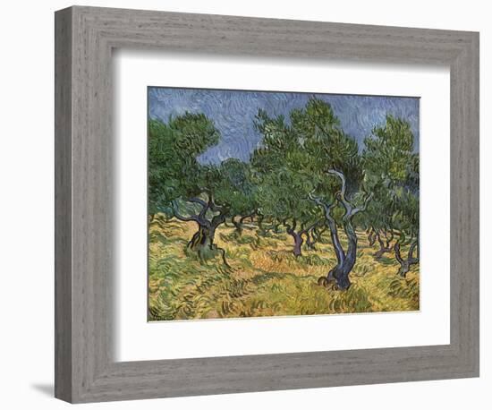 Olive Orchard Mid-June, 1889-Vincent van Gogh-Framed Giclee Print