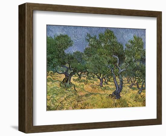 Olive Orchard Mid-June, 1889-Vincent van Gogh-Framed Giclee Print