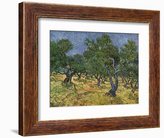 Olive Orchard Mid-June, 1889-Vincent van Gogh-Framed Giclee Print