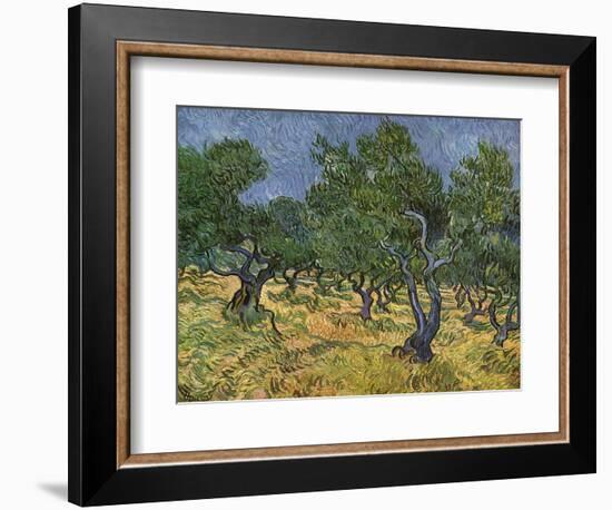 Olive Orchard Mid-June, 1889-Vincent van Gogh-Framed Giclee Print