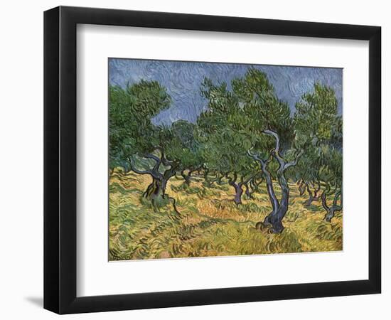 Olive Orchard Mid-June, 1889-Vincent van Gogh-Framed Giclee Print