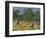 Olive Orchard Mid-June, 1889-Vincent van Gogh-Framed Giclee Print