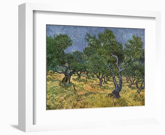 Olive Orchard Mid-June, 1889-Vincent van Gogh-Framed Giclee Print