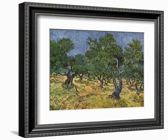 Olive Orchard Mid-June, 1889-Vincent van Gogh-Framed Giclee Print