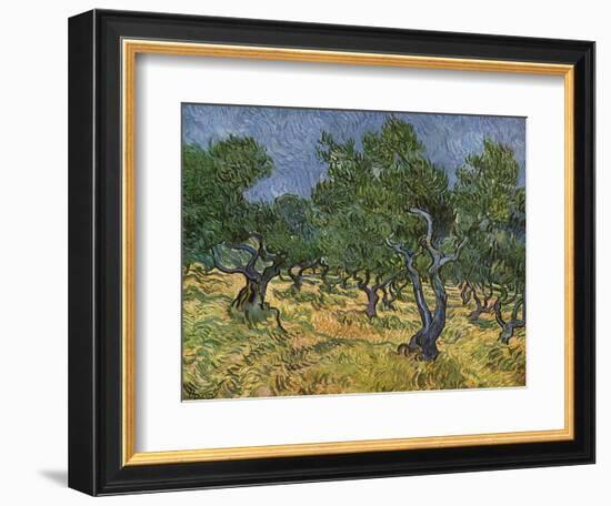 Olive Orchard Mid-June, 1889-Vincent van Gogh-Framed Giclee Print