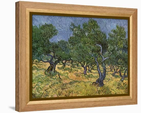 Olive Orchard Mid-June, 1889-Vincent van Gogh-Framed Premier Image Canvas