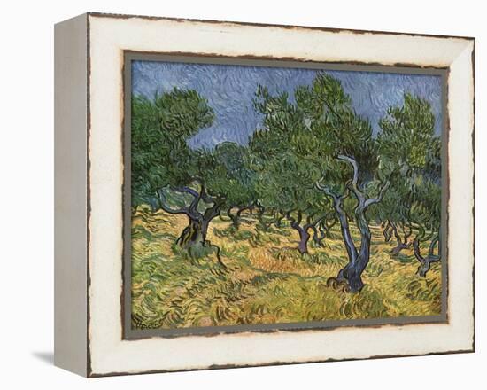 Olive Orchard Mid-June, 1889-Vincent van Gogh-Framed Premier Image Canvas