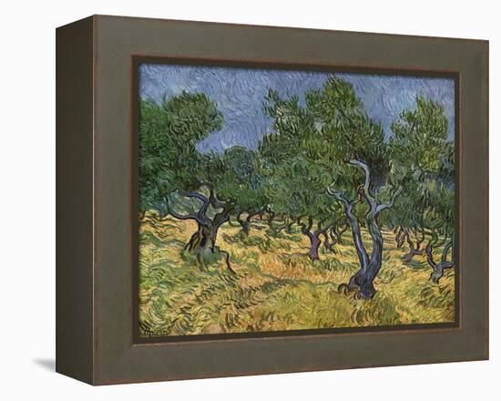 Olive Orchard Mid-June, 1889-Vincent van Gogh-Framed Premier Image Canvas