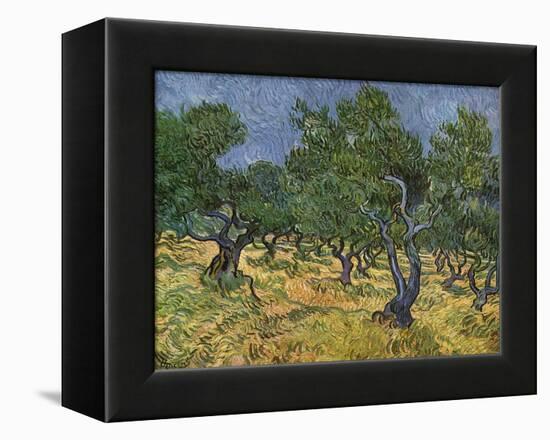 Olive Orchard Mid-June, 1889-Vincent van Gogh-Framed Premier Image Canvas