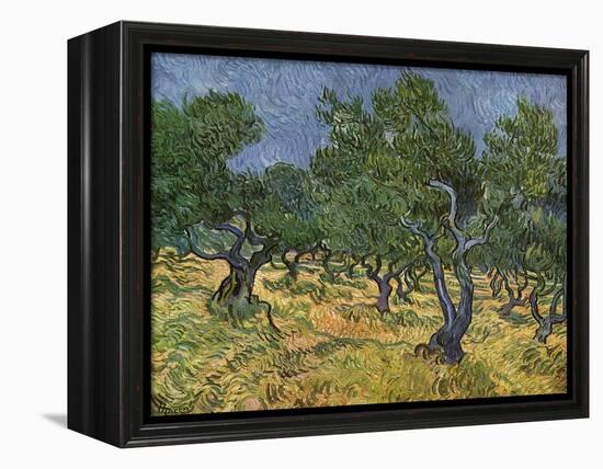 Olive Orchard Mid-June, 1889-Vincent van Gogh-Framed Premier Image Canvas