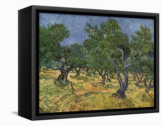 Olive Orchard Mid-June, 1889-Vincent van Gogh-Framed Premier Image Canvas
