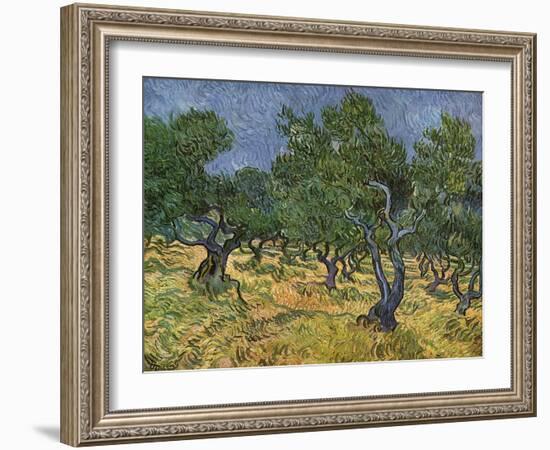 Olive Orchard Mid-June, 1889-Vincent van Gogh-Framed Giclee Print