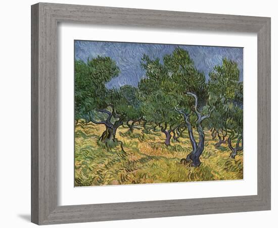 Olive Orchard Mid-June, 1889-Vincent van Gogh-Framed Giclee Print