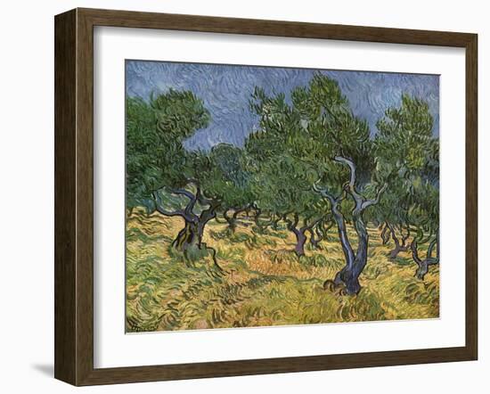 Olive Orchard Mid-June, 1889-Vincent van Gogh-Framed Giclee Print