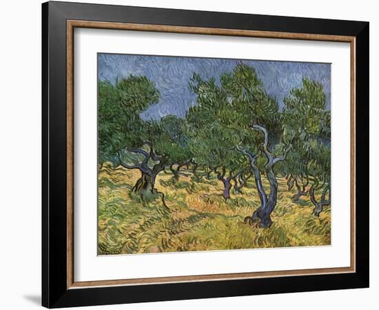 Olive Orchard Mid-June, 1889-Vincent van Gogh-Framed Giclee Print