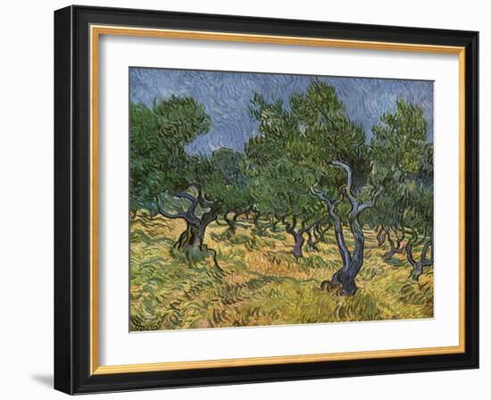 Olive Orchard Mid-June, 1889-Vincent van Gogh-Framed Giclee Print